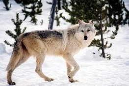 Svéráz norského lovu: na jednoho vlka je 723 lovců Svéráz norského lovu: na jednoho vlka je 723 lovců