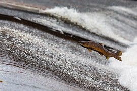 Deset tisíc lososích jiker se líhne ve speciálním inkubátoru přímo v řece Kamenici Deset tisíc lososích jiker se líhne ve speciálním inkubátoru přímo v řece Kamenici