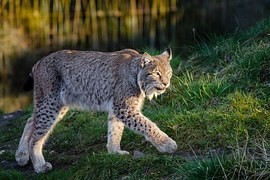 Cesta rysa Luďka: Z Prachaticka do Linze a pak do Novohradských hor Cesta rysa Luďka: Z Prachaticka do Linze a pak do Novohradských hor