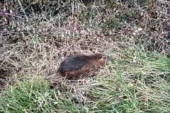 Tropické pralesy - hned po dřevorubcích přicházejí krysy. A škodí Tropické pralesy - hned po dřevorubcích přicházejí krysy. A škodí