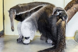 Zoo Praha: Narodil se první mravenečník! Zoo Praha: Narodil se první mravenečník!