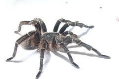 V Americe popsali nové tarantule. Jedna se jmenuje po Johnny Cashovi V Americe popsali nové tarantule. Jedna se jmenuje po Johnny Cashovi
