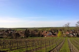 Tuzemské vinice se probouzejí dříve Tuzemské vinice se probouzejí dříve