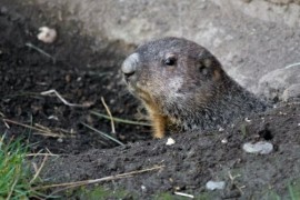 Svišti v pražské zoo předpovídají jaro Svišti v pražské zoo předpovídají jaro