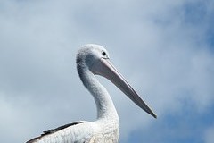Vyhynulí pelikáni se vrací na Filipíny. Dvorská zoo poslala na ostrovy prvních šest ptáků