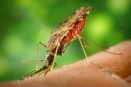 Virus zika – hrozba současného cestování