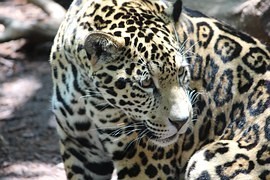 Po olympijském pochodňovém ceremoniálu byl zastřelen jaguár Po olympijském pochodňovém ceremoniálu byl zastřelen jaguár