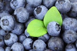 V Krkonoších začne platit omezení vstupu mimo cesty - kvůli drancování borůvek V Krkonoších začne platit omezení vstupu mimo cesty - kvůli drancování borůvek