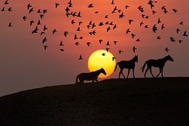 Scéna jako z Afriky: velké kopytníky v Milovicích doprovází lovící ptáci Scéna jako z Afriky: velké kopytníky v Milovicích doprovází lovící ptáci