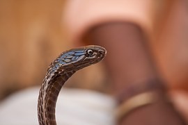 Na palmových plantážích se zalíbilo jedovatým kobrám Na palmových plantážích se zalíbilo jedovatým kobrám
