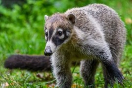 Nový druh nosálů v Zoo Praha Nový druh nosálů v Zoo Praha