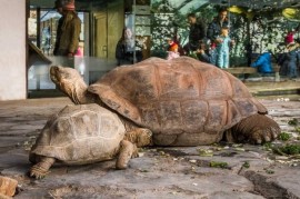 Zoo Praha: Noví obyvatelé Pavilonu velkých želv Zoo Praha: Noví obyvatelé Pavilonu velkých želv