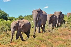 Nelegální lov slonů stojí Afriku 25 milionů dolarů ročně – na příjmech z turismu Nelegální lov slonů stojí Afriku 25 milionů dolarů ročně – na příjmech z turismu