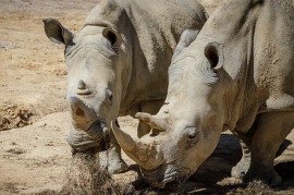 ZOO Dvůr Králové získala novou samici nosorožce tuponosého jižního. Jmenuje se Temba ZOO Dvůr Králové získala novou samici nosorožce tuponosého jižního. Jmenuje se Temba