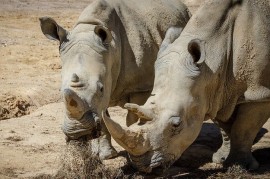 Francie: Pytláci vnikli do zoo, zastřelili mládě nosorožce tuponosého a odřízli mu roh Francie: Pytláci vnikli do zoo, zastřelili mládě nosorožce tuponosého a odřízli mu roh