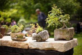 Japonská dokonalost: Trojská botanická zahrada připravuje výstavu bonsají Japonská dokonalost: Trojská botanická zahrada připravuje výstavu bonsají