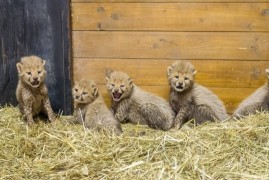 Zoo Praha se může pyšnit gepardími paterčaty