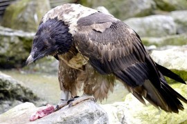 Samice orlosupa ze Zoo Ostrava byla vypuštěna na Korsice... Samice orlosupa ze Zoo Ostrava byla vypuštěna na Korsice...