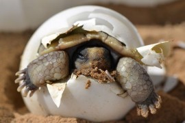 Líné pouštní želvy - příklad, že někdy nepomůže ani záchrana za všechny peníze