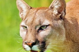 Obávaná puma americká se lidí paradoxně bojí, ukázala studie Obávaná puma americká se lidí paradoxně bojí, ukázala studie