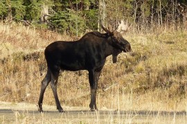 Šumava hlásí tragický rok pro ohrožené losy evropské Šumava hlásí tragický rok pro ohrožené losy evropské
