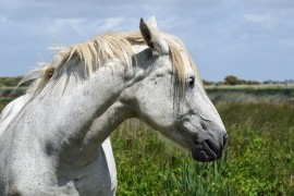 Výjimečný hřebčín s okolím se hlásí na seznam UNESCO Výjimečný hřebčín s okolím se hlásí na seznam UNESCO
