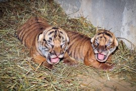 Zoo Praha: Mláďata tygra malajského jsou holka a kluk Zoo Praha: Mláďata tygra malajského jsou holka a kluk