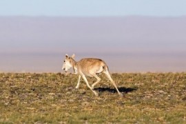 Ohrožené mongolské sajgy dostaly telemetrické obojky, koupila jim je pražská zoo Ohrožené mongolské sajgy dostaly telemetrické obojky, koupila jim je pražská zoo