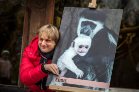 V Zoo Praha bylo pokřtěno mládě guerézy pláštíkové