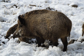 To prase je nebezpečný tvor, zejména to divoké To prase je nebezpečný tvor, zejména to divoké
