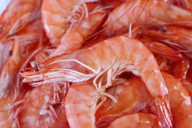 Nález mikroplastů v mořské soli a mořských plodech Nález mikroplastů v mořské soli a mořských plodech