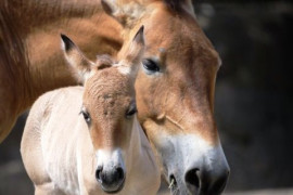 V Zoo Praha se narodilo další hříbě vzácného koně Převalského V Zoo Praha se narodilo další hříbě vzácného koně Převalského