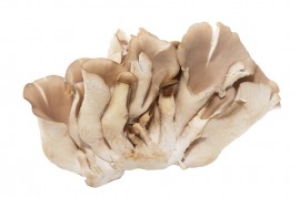 Hlíva ústřičná - houba, která vám prodlouží život