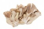 Hlíva ústřičná - houba, která vám prodlouží život