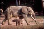 Genetické analýzy potvrzují, že v Africe žijí dva druhy slonů