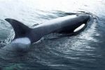 USA a Japonsko se tajně dohodly na velrybách, vyplývá z WikiLeaks