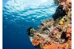 Korály dokazují, že se kvůli změnám klimatu proměňují oceánské proudy