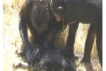 Truchlí šimpanzi pro své mrtvé?