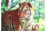 Počet tygrů v Asii by se mohl ztrojnásobit, kdyby...