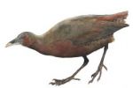 V pralesích Madagaskaru byl objeven nový pták