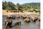 Sloni a lidé – dříve spojenci, dnes nepřátelé na život a na smrt