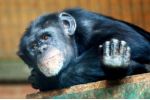 Někteří šimpanzi v zoo vykazují známky zhoršeného duševního zdraví
