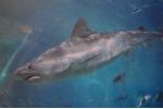 Na Bahamách jsou žraloci pod ochranou
