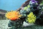 Pokles teplot dokáže zdevastovat korálové útesy