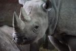Pytláci v Africe strhli rekord, letos pobili přes tři stovky nosorožců