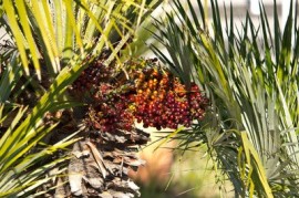 Acai je štíhlá palma, která napomáhá hubnutí