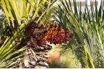 Acai je štíhlá palma, která napomáhá hubnutí