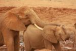 Mezinárodní policie si posvítí na pašeráky zvířat a obchodníky se slonovinou