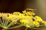 Hmyzí píchnutí – co vás čeká a jak se bránit
