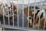 Ochrana tygrů přitvrdila: zastřelit pytláka není v Indii trestný čin